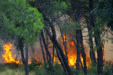 Slika PU_SD/požar šuma2.bmp